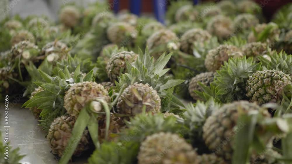 Harvest a Lot of Fresh Pineapples laid on the floor neatly Patterned