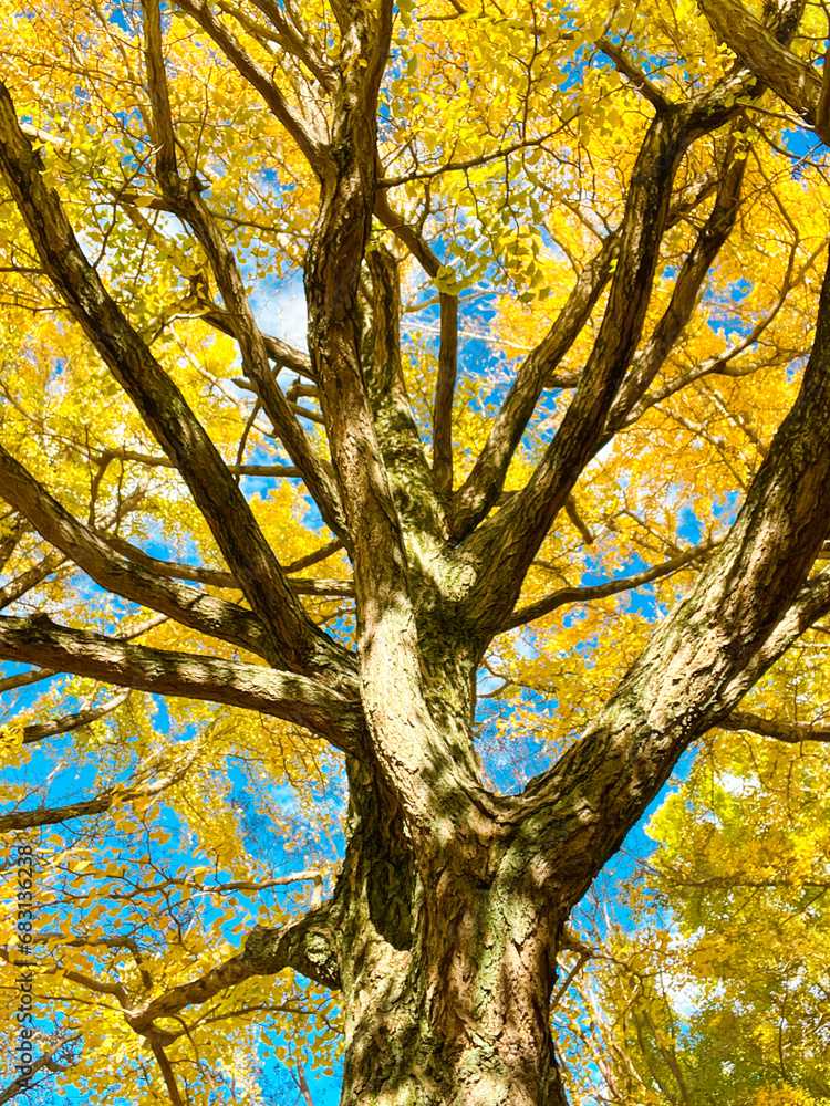 High angle view of ginkgo tree with full of yellow leaves on the branches High angle view of ginkgo tree with full of yellow leaves on the branches