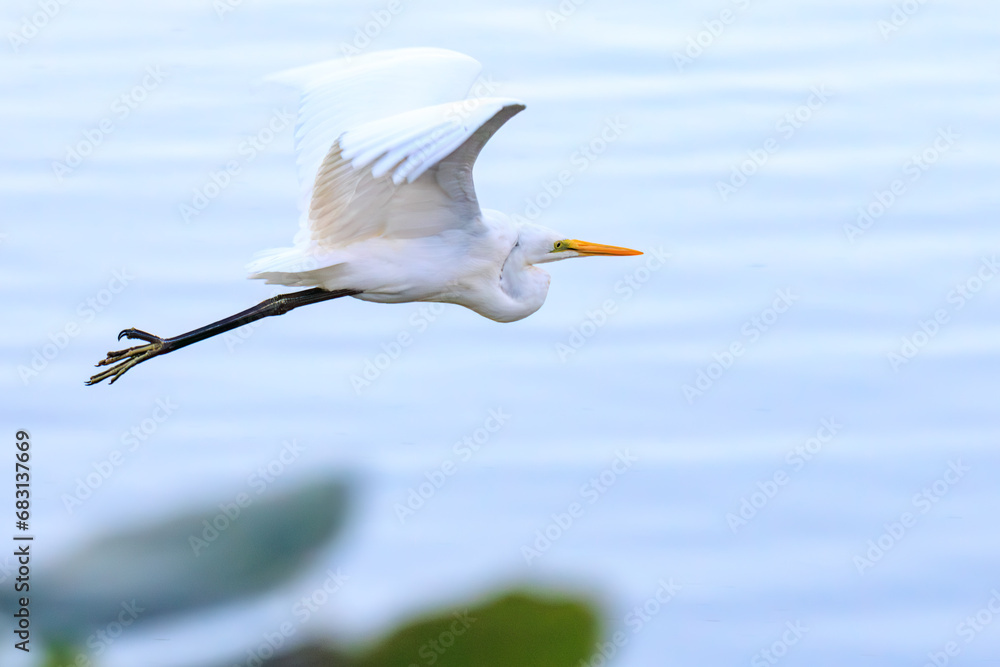 飛翔する美しいダイサギ(サギ科)。
日本国東京都江戸川区葛西臨海公園にて。
2023年11月19日撮影。
A beautiful Great Egret (Heronidae) in flight.
At Kasai rinkai park, Edogawa-ku, Tokyo, Japan,
photo by November 19, 2023.
飛翔する美しいダイサギ(サギ科)。
日本国東京都江戸川区葛西臨海公園にて。
2023年11月19日撮影。
A beautiful Great Egret (Heronidae) in flight.
At Kasai rinkai park, Edogawa-ku, Tokyo, Japan,
photo by November 19, 2023.