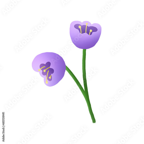Watercolor illustration of a pair of putple tulips for decoration. photo