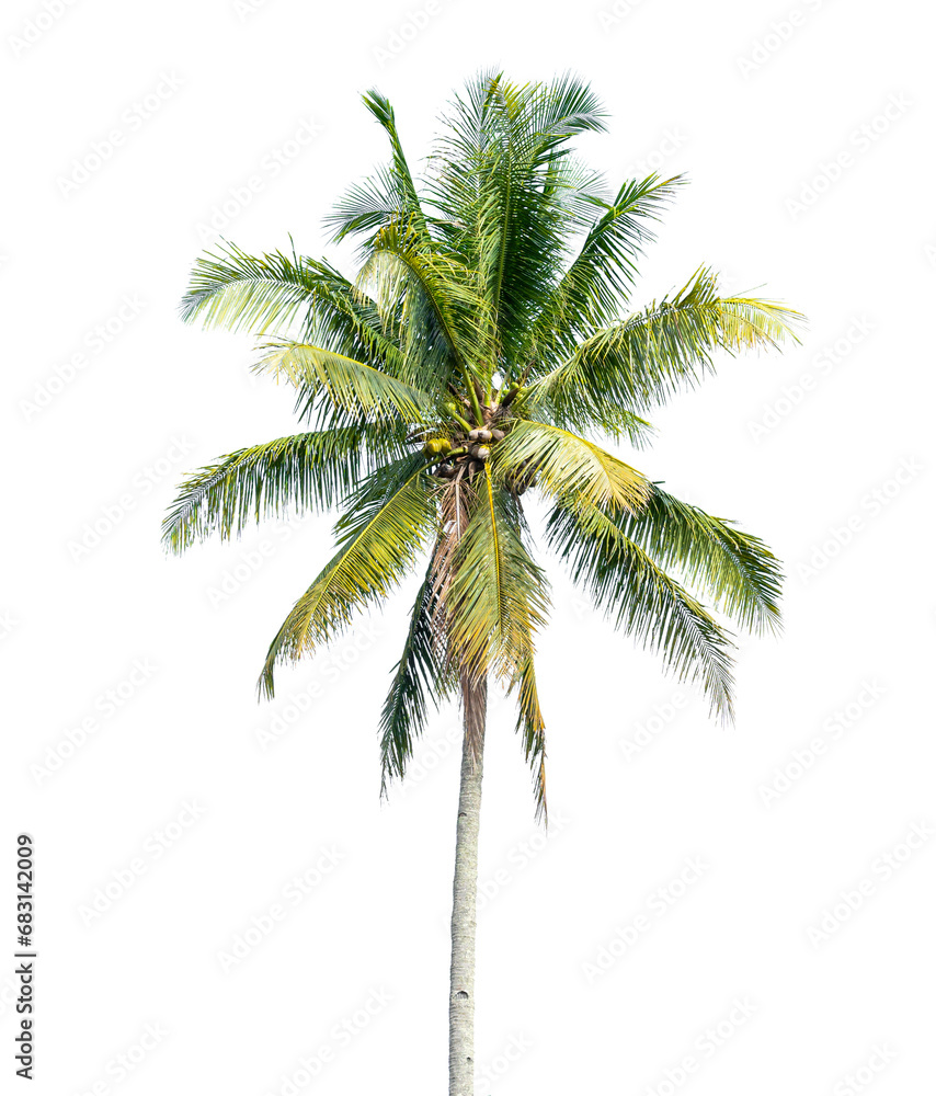 Obraz premium Coconut palm tree isolated on transparent background. PNG File