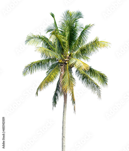Coconut palm tree isolated on transparent background. PNG File