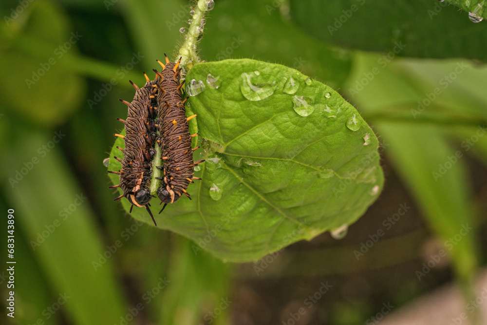 Fototapeta premium Two polydamas swallowtail caterpillars on a leaf