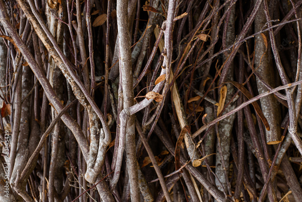 pile of dry twigs during the dry season