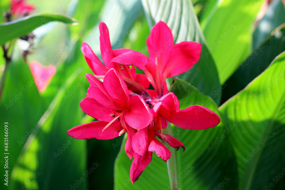 Red canna flower in the garden Red canna flower in the garden