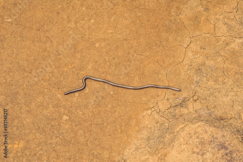 western thread snake slithering along dry dirt photo