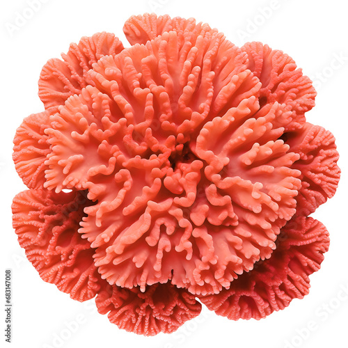 coral isolated on transparent background - design element PNG cutout