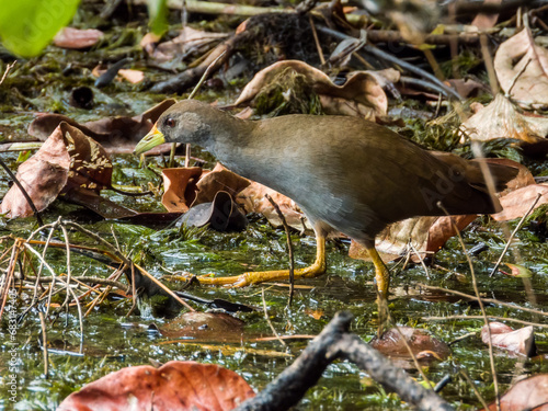 Pale-vented Bush Hen in Queensland Australia photo