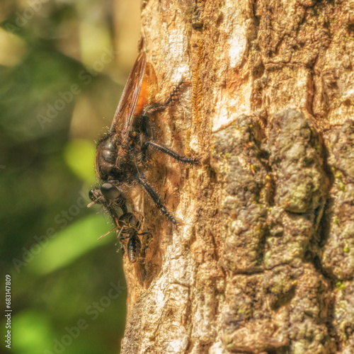 Robber fly eating its meal photo