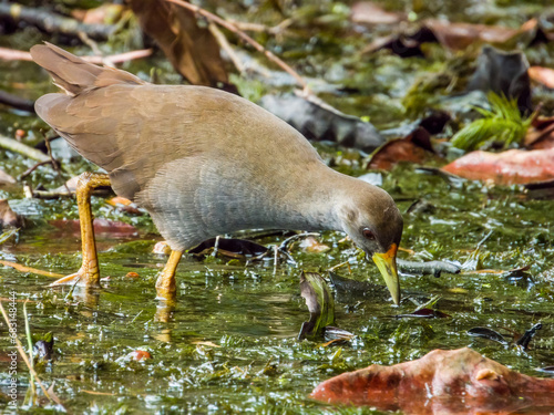 Pale-vented Bush Hen in Queensland Australia photo