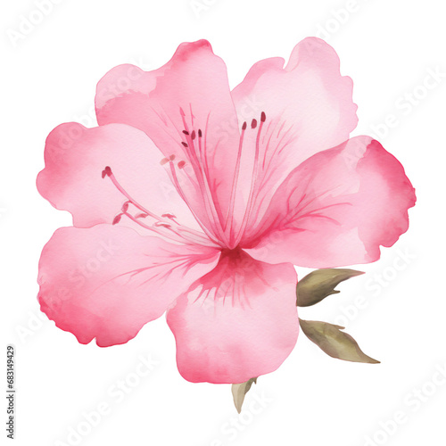 watercolor azalea illustration,Pink floral ,pastel flower, single object. isolated on white and transparent background