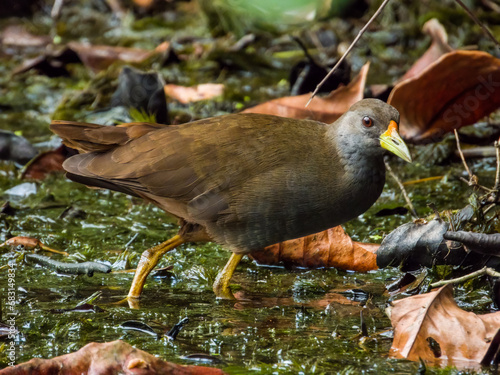 Pale-vented Bush Hen in Queensland Australia photo