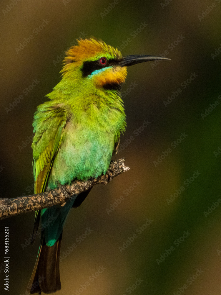 Fototapeta premium Rainbow Bee-eater in Queensland Australia