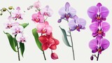 Orchid flower set Tropical plants, orchid floral watercolor illustration, botanical painting, greeting card frame border flowers, orchids, and leaves for wedding stationery, background, postcard, etc