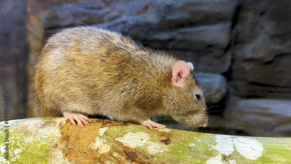 Gambian Pouched Rat Walking on a Branch Gambian Pouched Rat Walking on a Branch