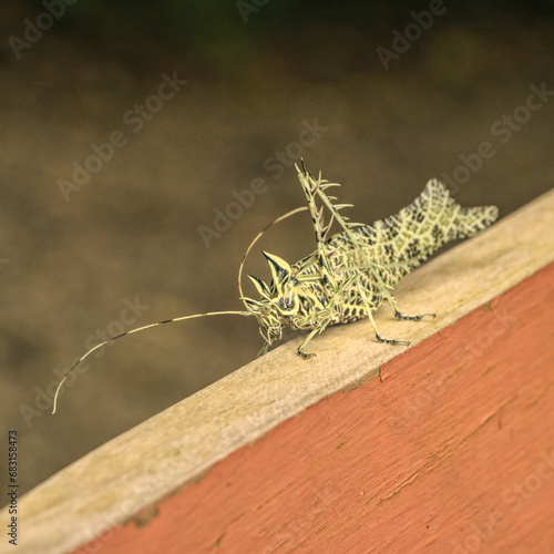 Lichen katydid sitting on a fence photo