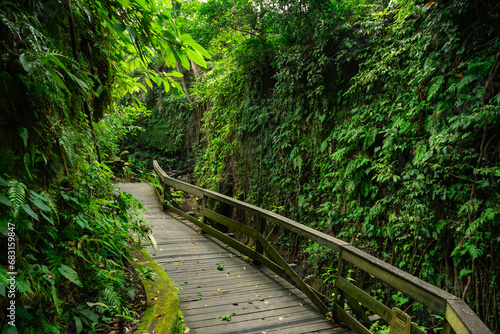 Exploring a wooden path in the heart of the tropical forest  alongside a tranquil river. Nature s harmony unfolds with every step.