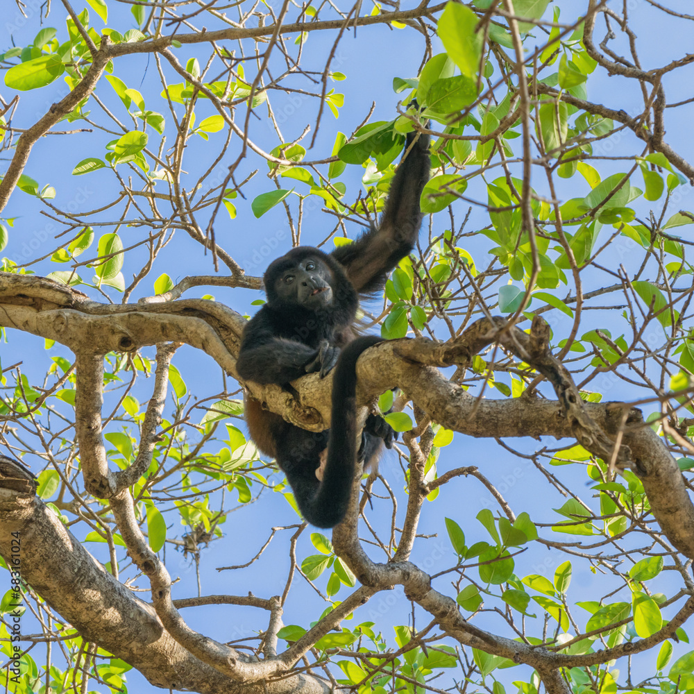 Naklejka premium Male howler monkey sitting in a tree