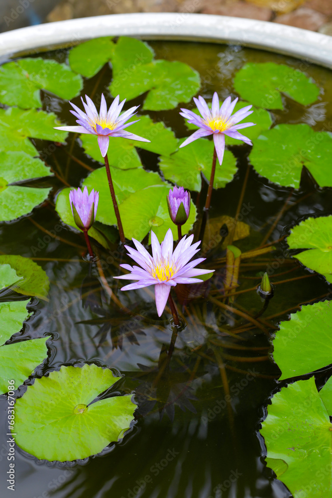 Beautiful waterlily or lotus flower with green leaves Beautiful waterlily or lotus flower with green leaves