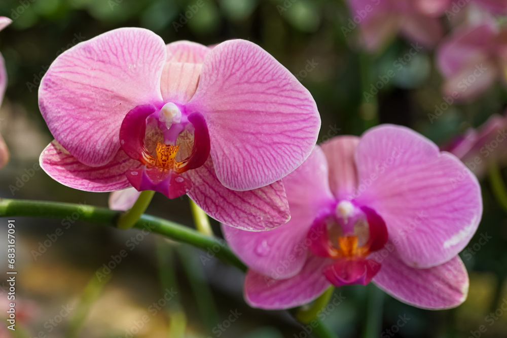 beautiful orchid beautiful orchid