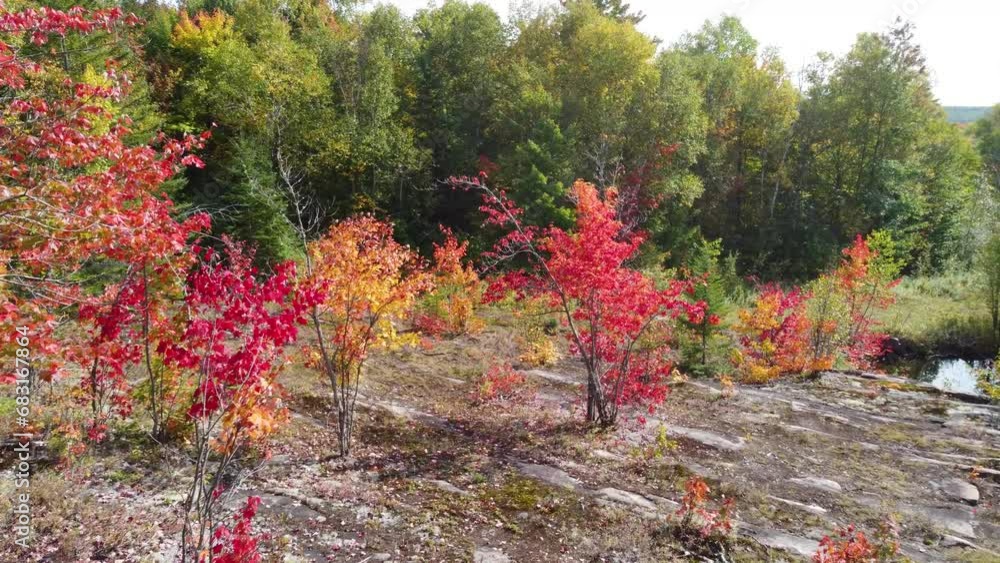 Zoom in on trees with leaves of different colors in Reserve Faunique La Vérendrye, Québec, Canada Zoom in on trees with leaves of different colors in Reserve Faunique La Vérendrye, Québec, Canada