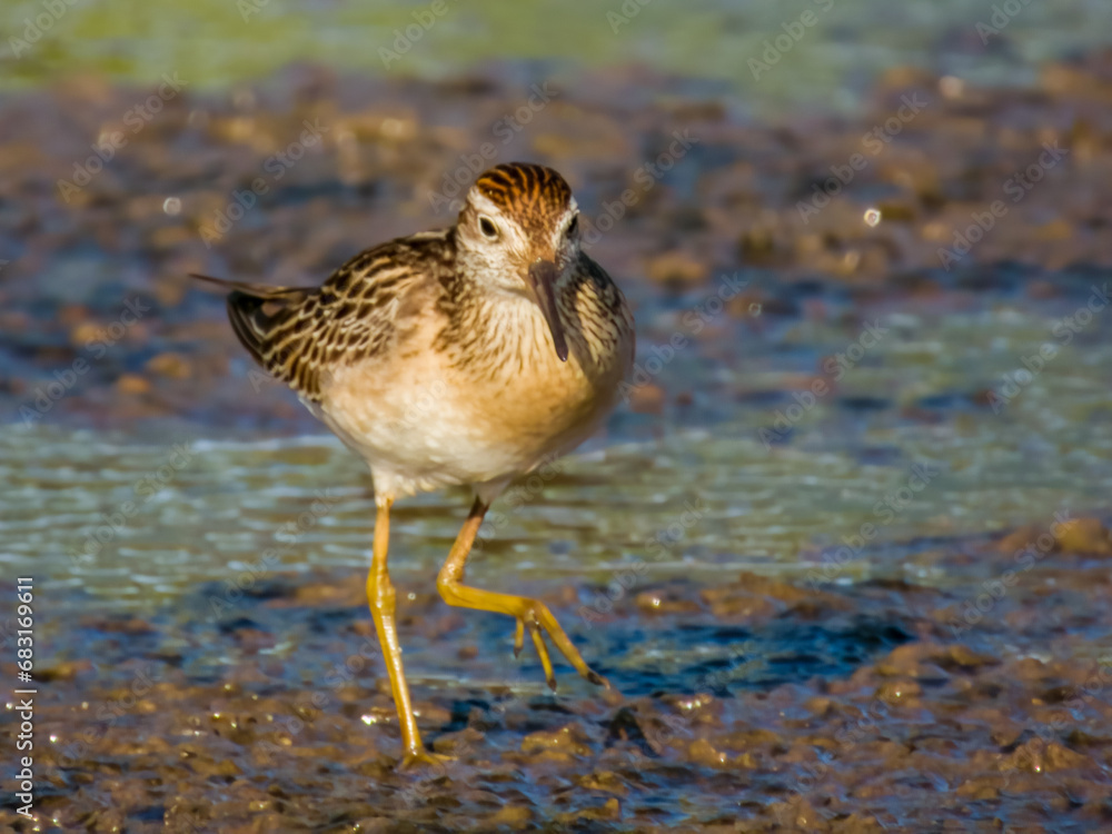 Sharp-tailed Sandpiper in Queensland Australia Sharp-tailed Sandpiper in Queensland Australia