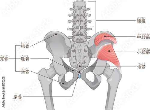 小殿筋、gluteus minimus、中殿筋、gluteus medius、股関節、骨盤、筋肉、イラスト、illustration
