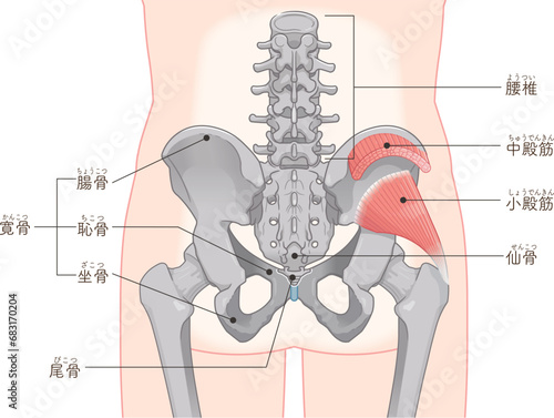 小殿筋、gluteus minimus、中殿筋、gluteus medius、股関節、骨盤、筋肉、イラスト、illustration