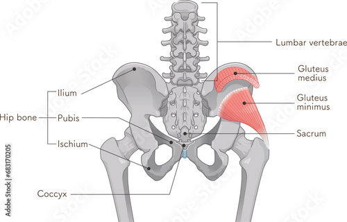 小殿筋、gluteus minimus、中殿筋、gluteus medius、股関節、骨盤、筋肉、イラスト、illustration