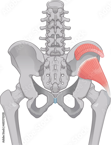 小殿筋、gluteus minimus、中殿筋、gluteus medius、股関節、骨盤、筋肉、イラスト、illustration