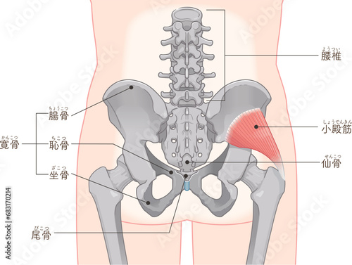 小殿筋、gluteus minimus、中殿筋、gluteus medius、股関節、骨盤、筋肉、イラスト、illustration