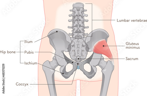 小殿筋、gluteus minimus、中殿筋、gluteus medius、股関節、骨盤、筋肉、イラスト、illustration