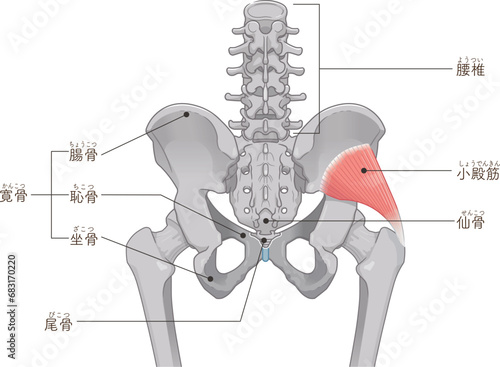 小殿筋、gluteus minimus、中殿筋、gluteus medius、股関節、骨盤、筋肉、イラスト、illustration