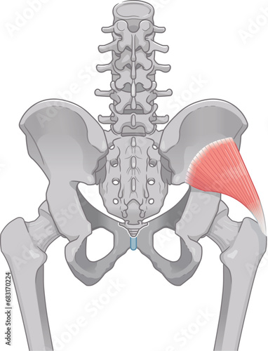 小殿筋、gluteus minimus、中殿筋、gluteus medius、股関節、骨盤、筋肉、イラスト、illustration
