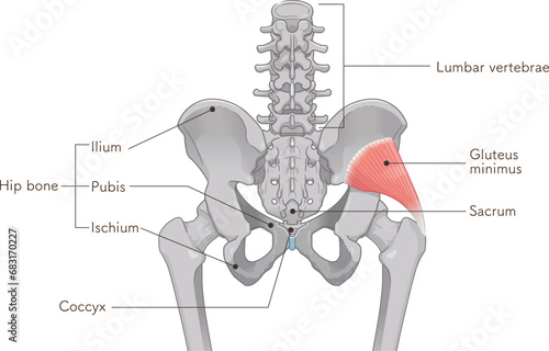 小殿筋、gluteus minimus、中殿筋、gluteus medius、股関節、骨盤、筋肉、イラスト、illustration