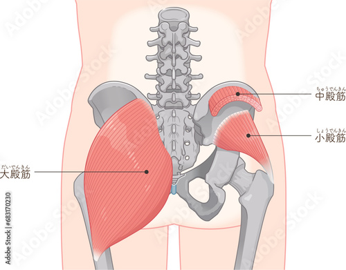 大殿筋、gluteus maximus、小殿筋、gluteus minimus、中殿筋、gluteus medius、股関節、骨盤、筋肉、イラスト、illustration