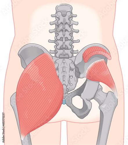 大殿筋、gluteus maximus、小殿筋、gluteus minimus、中殿筋、gluteus medius、股関節、骨盤、筋肉、イラスト、illustration