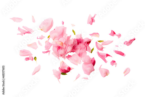 Pink peony petals isolated on white photo