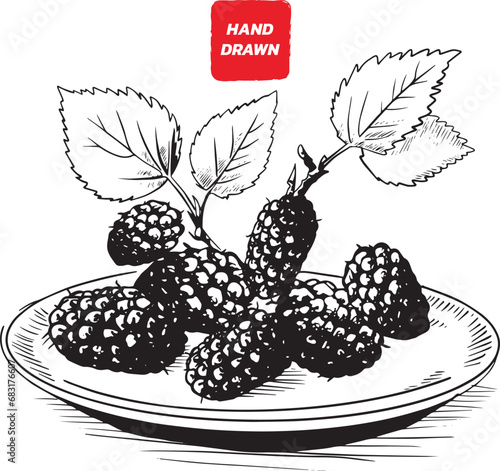 Mulberry and leaves, Mulberry sketch vector illustration, Vector hand drawn illustration