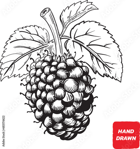 Fototapeta Naklejka Na Ścianę i Meble -  Mulberry and leaves, Mulberry sketch vector illustration, Vector hand drawn illustration