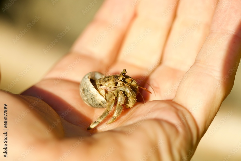 Hermit Crab Sitting in Human Hand. Hermit Crab Sitting in Human Hand.