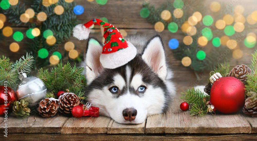 Cheerful Siberian Husky in Christmas Hats - Festive Animal Concept on Wooden Table with Holiday Decor
