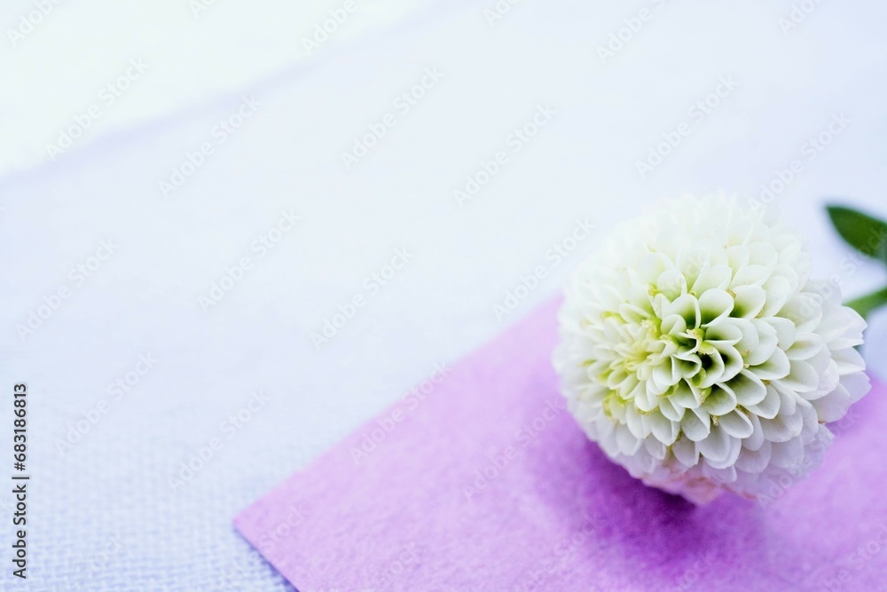 淡い色の背景に置かれた紫の和紙と白いの綺麗な菊の花の壁紙素材、冠婚葬祭イメージ 淡い色の背景に置かれた紫の和紙と白いの綺麗な菊の花の壁紙素材、冠婚葬祭イメージ