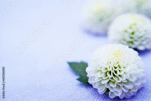 シンプルな淡い青紫背景に置かれた白いピンポン玉のような丸い菊の花の壁紙素材、法事イメージ photo