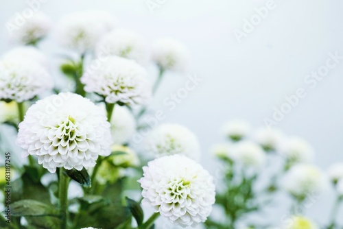 ホワイトバックに美しく咲いた白いピンポンマムの可愛らしく丸いキクの花