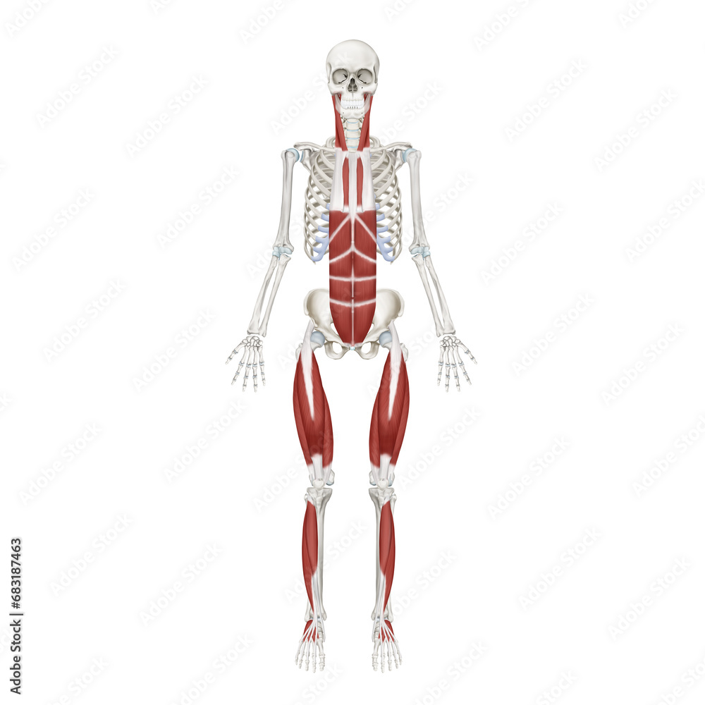 Medical illustration to explain anatomy trains superficial front line
