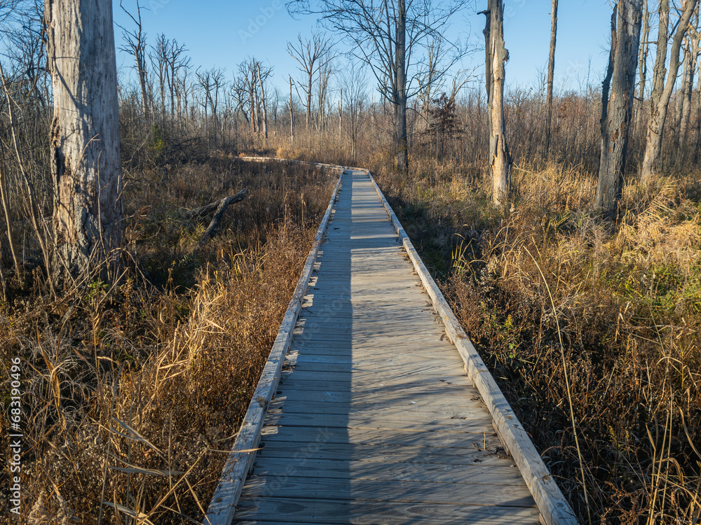 Naklejka premium Wooden Boardwalk in Belle Isle in Detroit, Michaigan near the Woodside Shelter off the Iron Belle trail