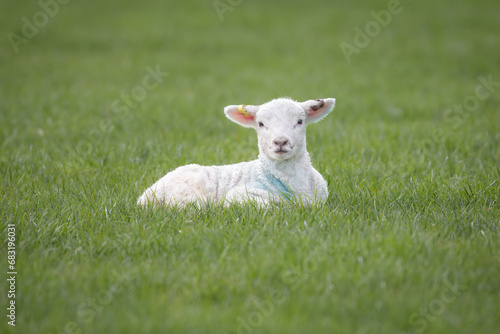 baby lambs 