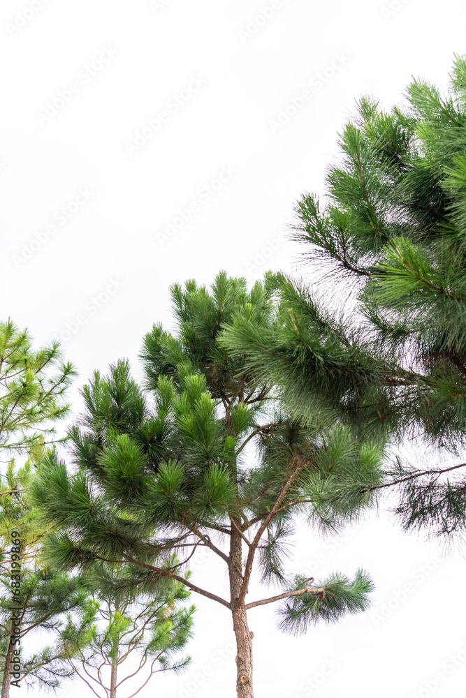 Pine tree branches Pine tree branches