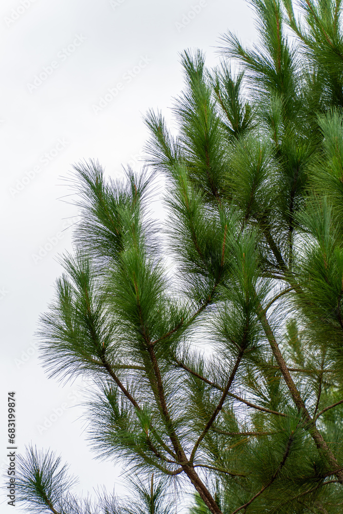 Pine tree branches Pine tree branches